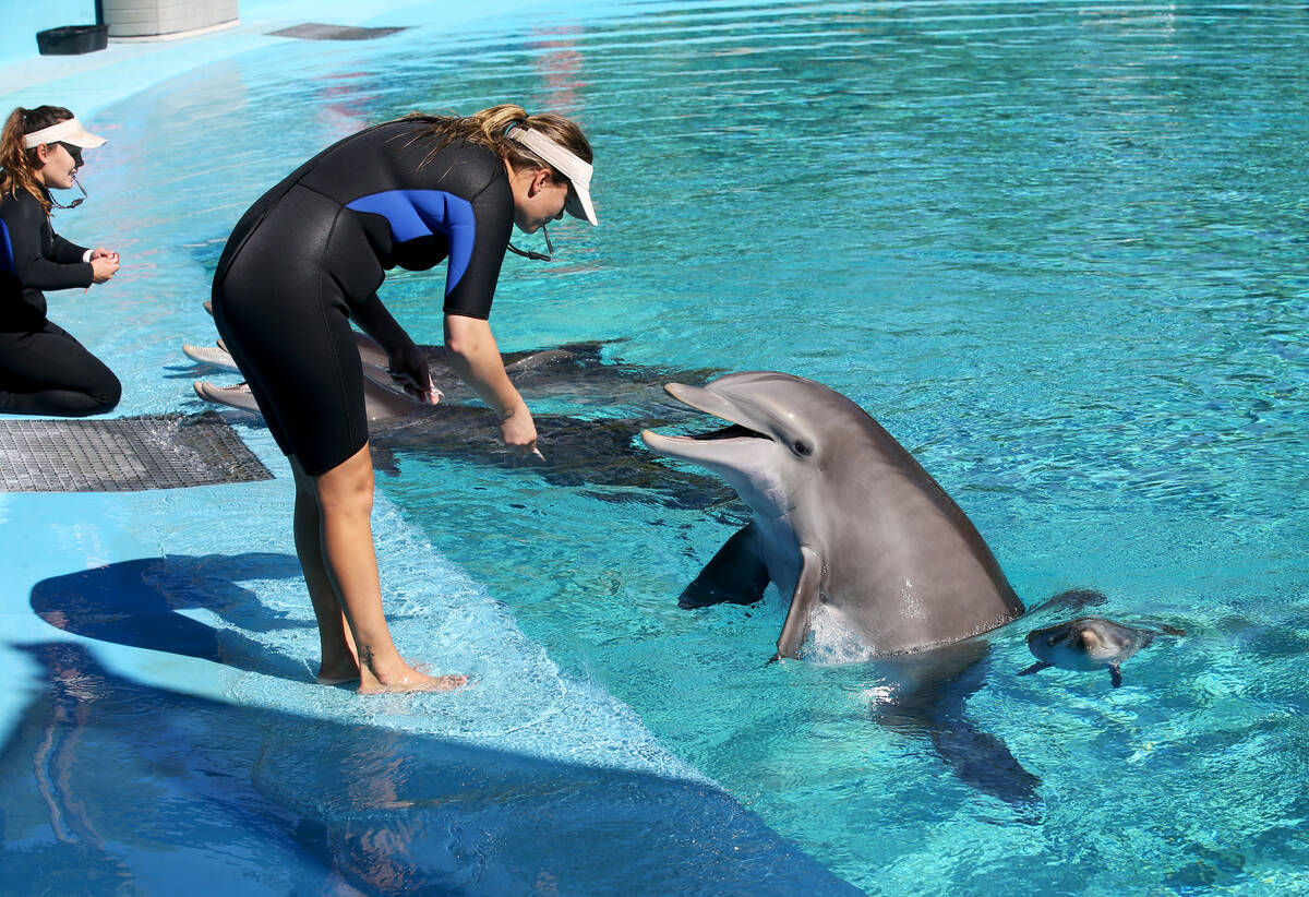 Trainer Amanda Meyer feeds mother Bella as Bella's baby swims nearby at Siegfried & Roy's S ...