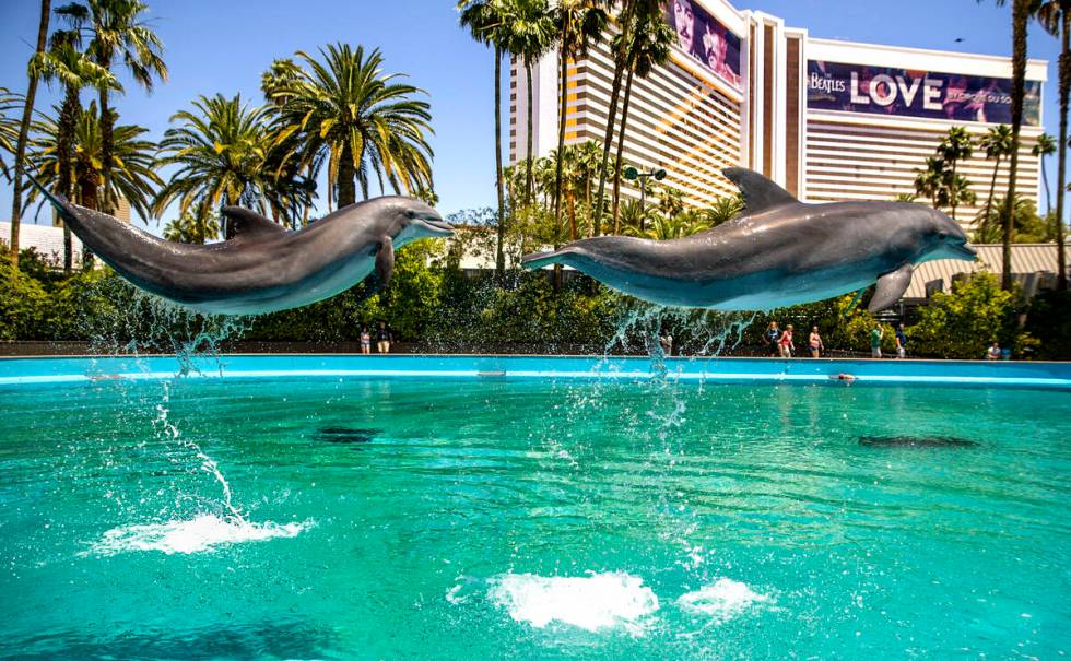 (From left) Dolphins leap through the air at the Siegfried & Roy's Secret Garden and Dolphin Ha ...