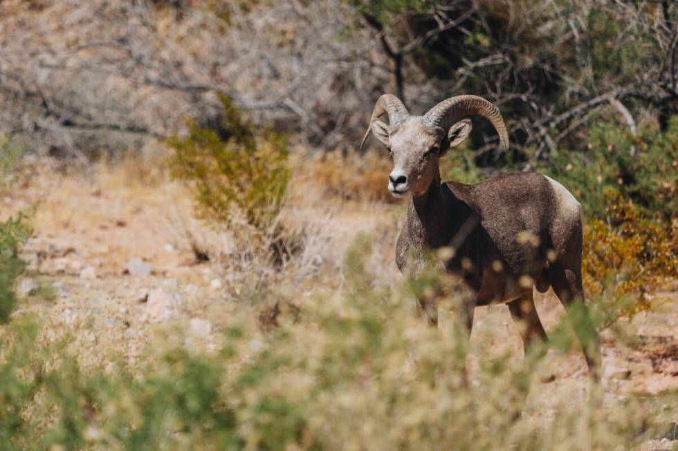 A bighorn sheep is seen outside of Valley of Fire State Park on Thursday, July 11, 2024, in Mo ...