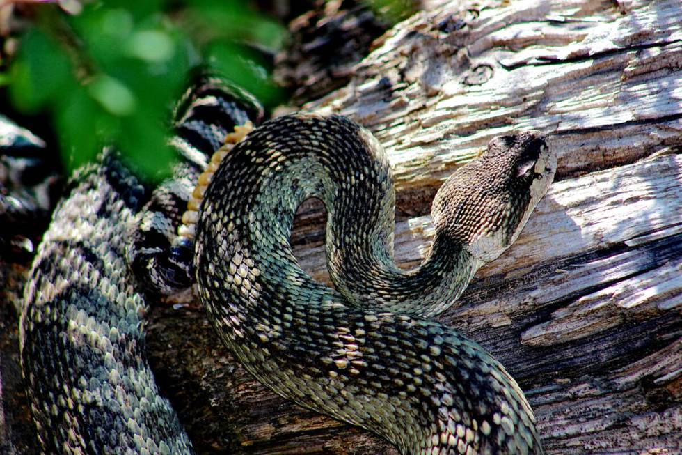 There are a few reasons that snakes might seek a higher perch — including searching for ...