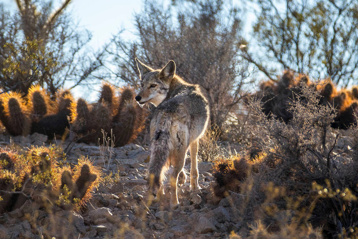 A coyote blends into the desert landscape. After two women were bitten by a coyote while walkin ...
