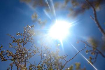 The sun shines through a creosote bush at Red Rock Canyon National Conservation Area west of La ...