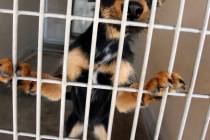 JOHN GURZINSKI/LAS VEGAS REVIEW-JOURNAL VIEW-----One of the many dogs available for adoption a ...