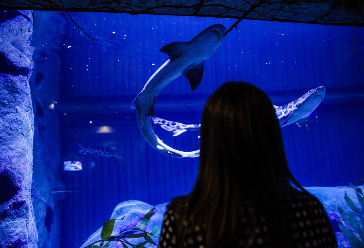 Madison Wilbanks, with MGM’s public relations team, watches leopard sharks at the Shark ...