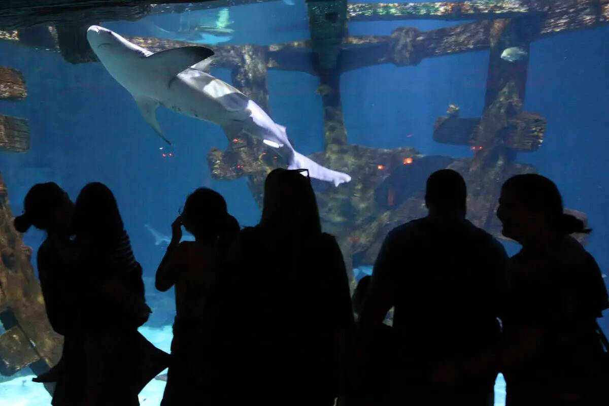 Visitors explore the Shark Reef Aquarium at Mandalay Bay take photos throughout the experience ...