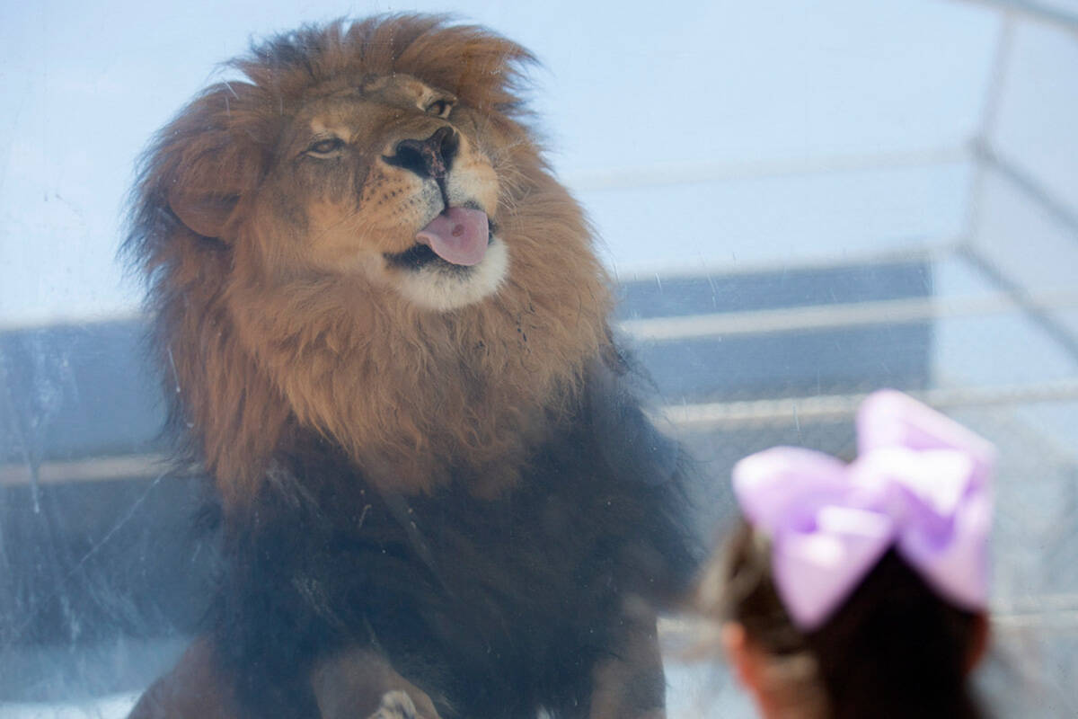 Bentley licks raw meat from the window of his cage at the Lion Habitat Ranch on Monday, July 13 ...