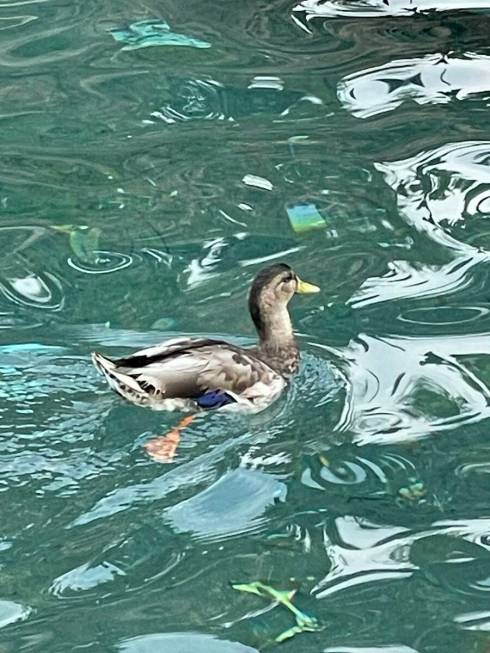 A mallard is seen swimming in the water in front of The Mirage in Las Vegas in this undated pho ...