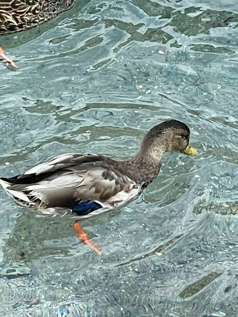 A mallard is seen swimming in the water in front of The Mirage in Las Vegas in this undated pho ...