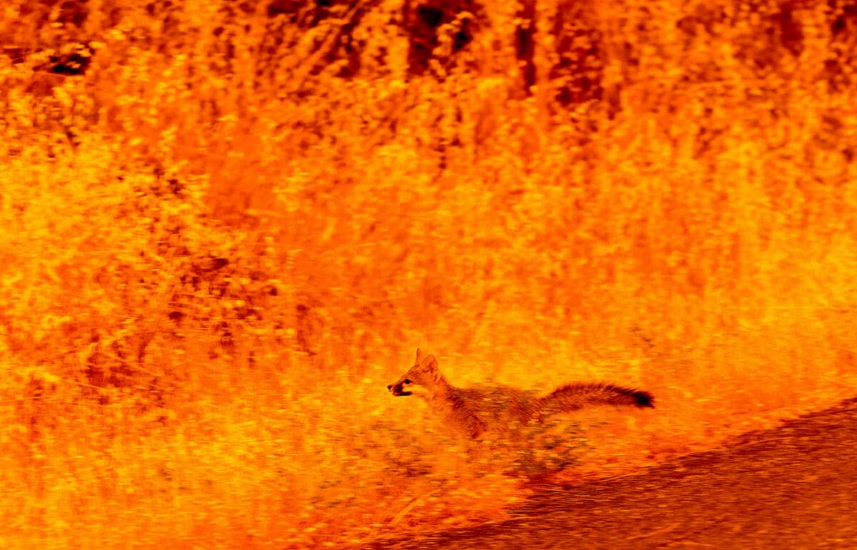 An animal runs through grass while fleeing flames as the Park Fire tears through the Cohasset c ...