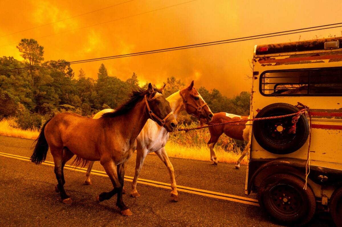 Horses evacuate as the Park Fire tears though the Cohasset community in Butte County, Calif., o ...
