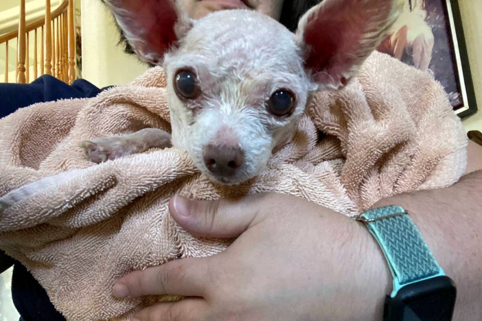 In this image provided by Judith Monarrez, her pet dog Gizmo is seen cradled in her arms, Sunda ...