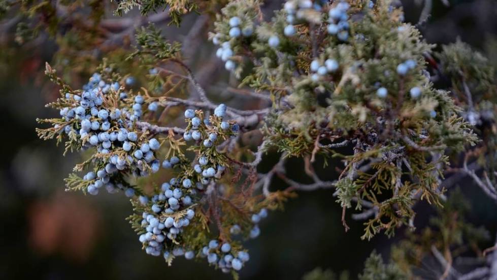 Juniper berries hang from a branch of a Rocky Mountain juniper in Bahsahwahbee on Nov. 11, 2023 ...