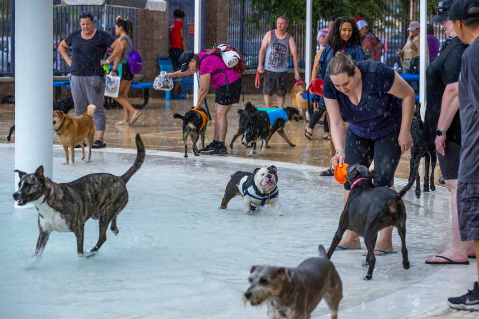 Dogs play during Dog Daze of Summer event where dogs swim in the pool before it closes for the ...