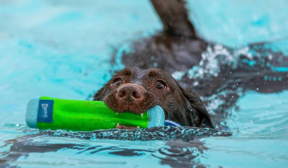 A dog retrieves a toy during Dog Daze of Summer event where dogs swim in the pool before it clo ...