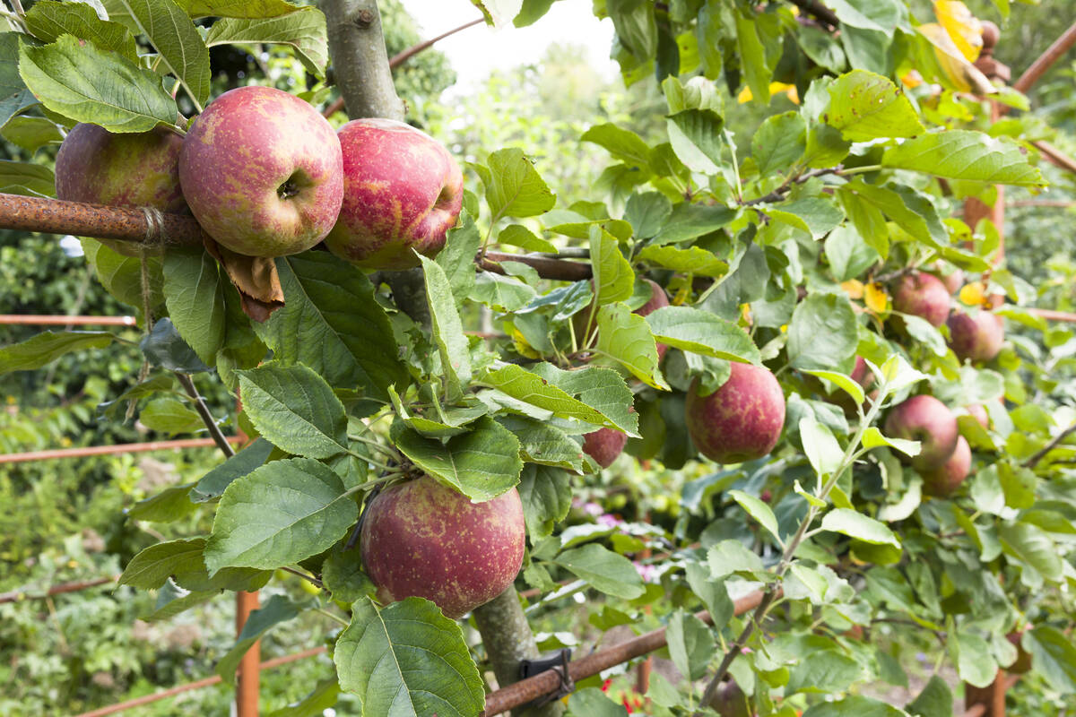 Apples ripening on espaliered trees in an orchard. (Getty Images)