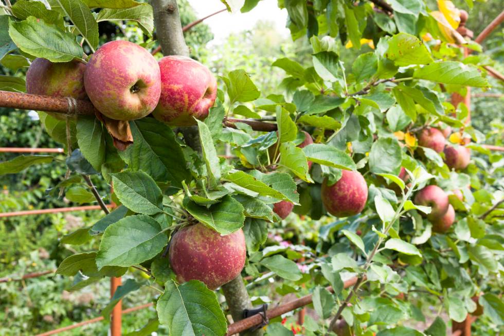 Apples ripening on espaliered trees in an orchard. (Getty Images)