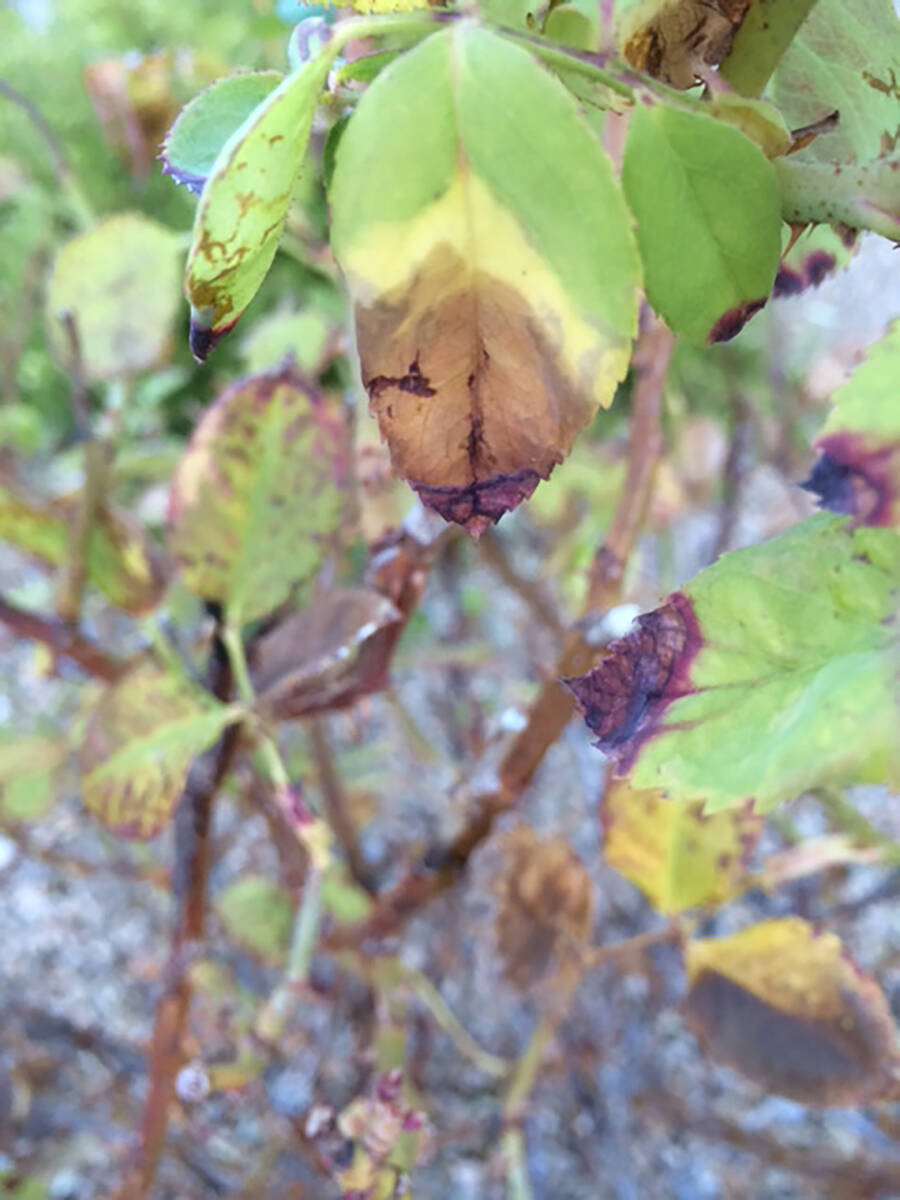 The scorching of rose leaves is common during Las Vegas summers. (Bob Morris)