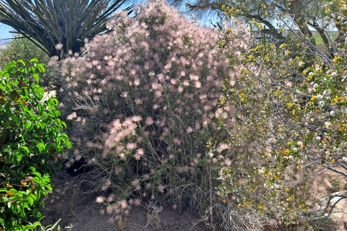 Apache plume is a low water user, but not a desert plant. (Bob Morris)