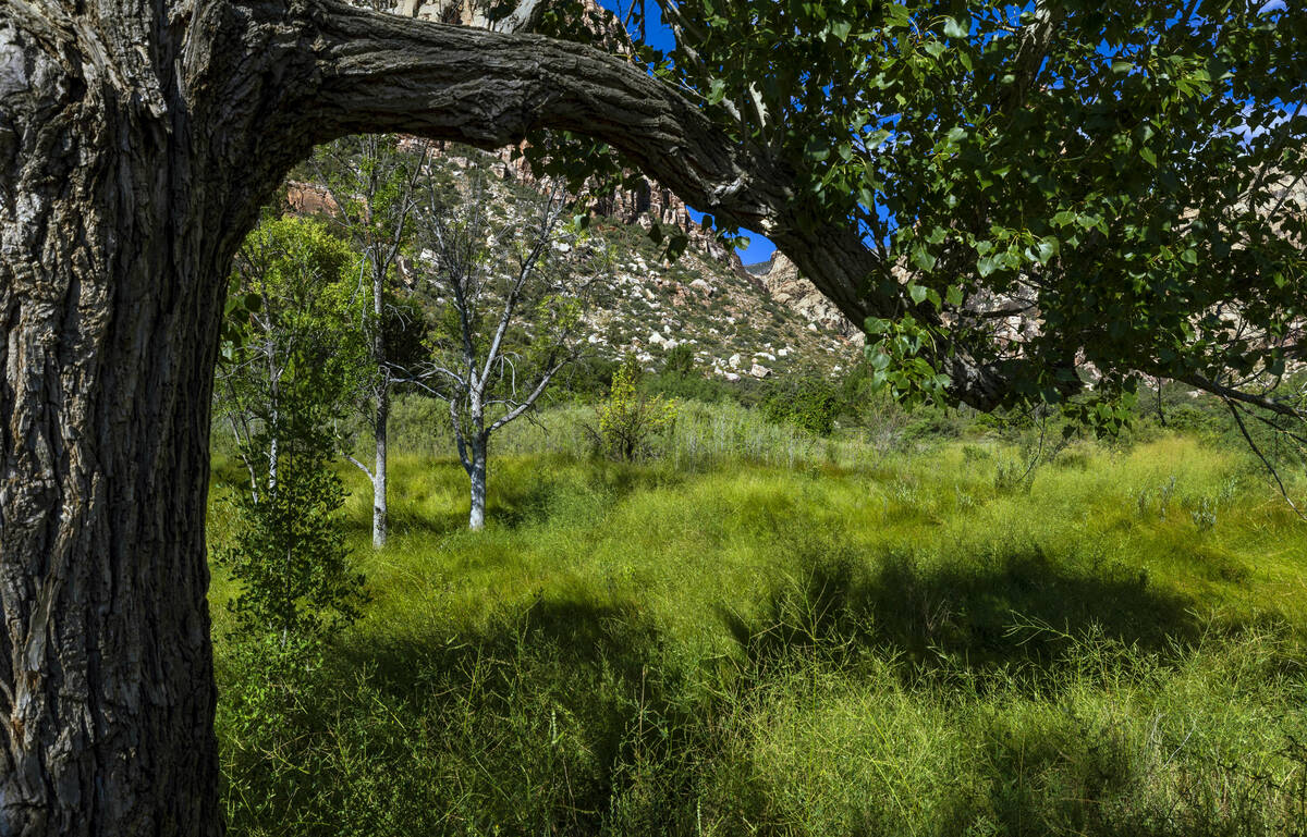 A lush meadow which once held an apple orchard is about the foundation of the former Horace Wil ...