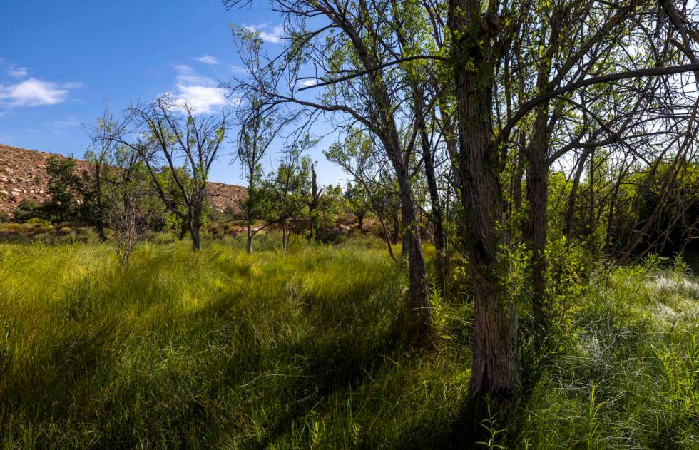 A lush meadow which once held an apple orchard is about the foundation of the former Horace Wil ...