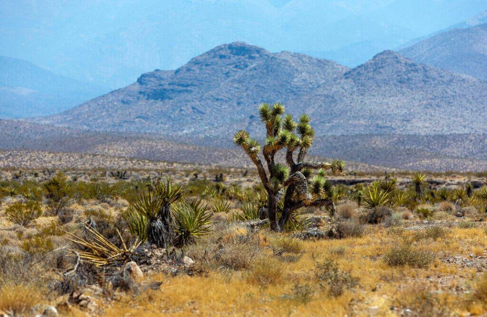 The new Spaceport property features Joshua trees amongst other desert vegetation on Saturday, J ...