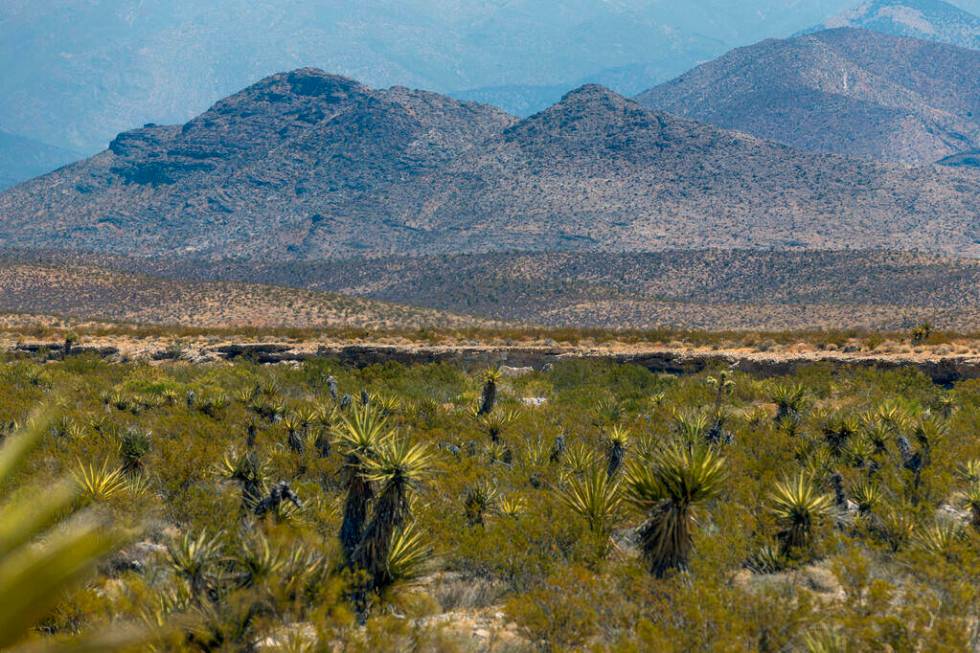 The new Spaceport property features yucca amongst other desert vegetation on Saturday, July 27, ...