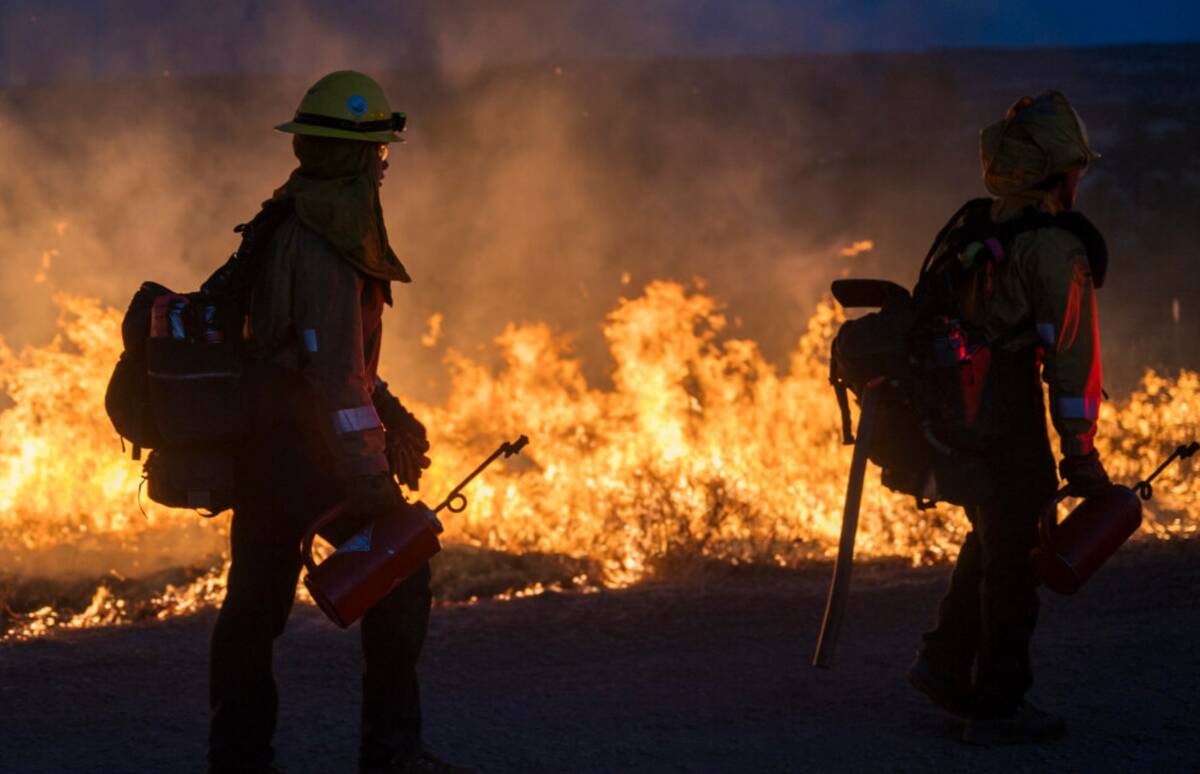 Fire crews light a burn operation along Highway 36 to slow the Park Fire near Dales, Calif., Mo ...