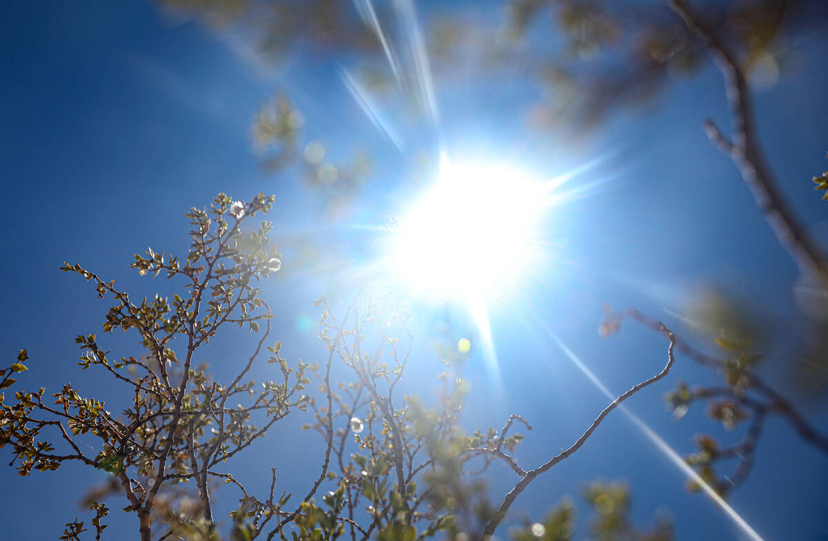 The sun shines through a creosote bush at Red Rock Canyon National Conservation Area just outsi ...