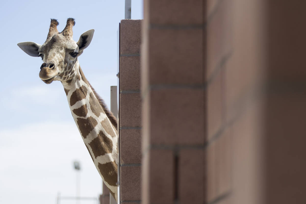 Ozzie the giraffe looks over a newly built enclosure at the Lion Habitat Ranch in Henderson on ...