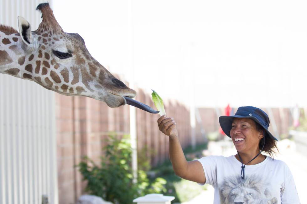 Ozzie if fed by Cristina Cuellar, manager at the Lion Habitat Ranch, inside the giraffe's newly ...