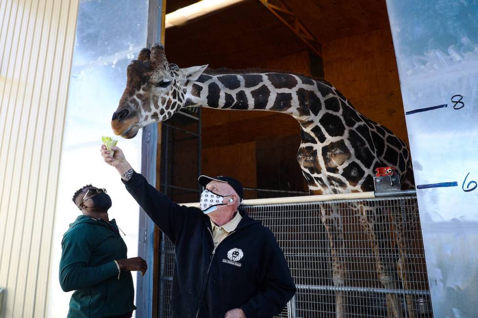 UFC fighter Francis Nganno watches owner Keith Evans feed the giraffe Ozzie at the Lion Habitat ...