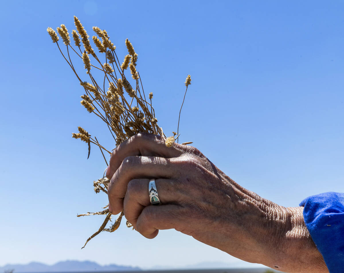 Environmentalist Laura Cunningham holds some desert plantain, a favorite of the tortoise, adjac ...