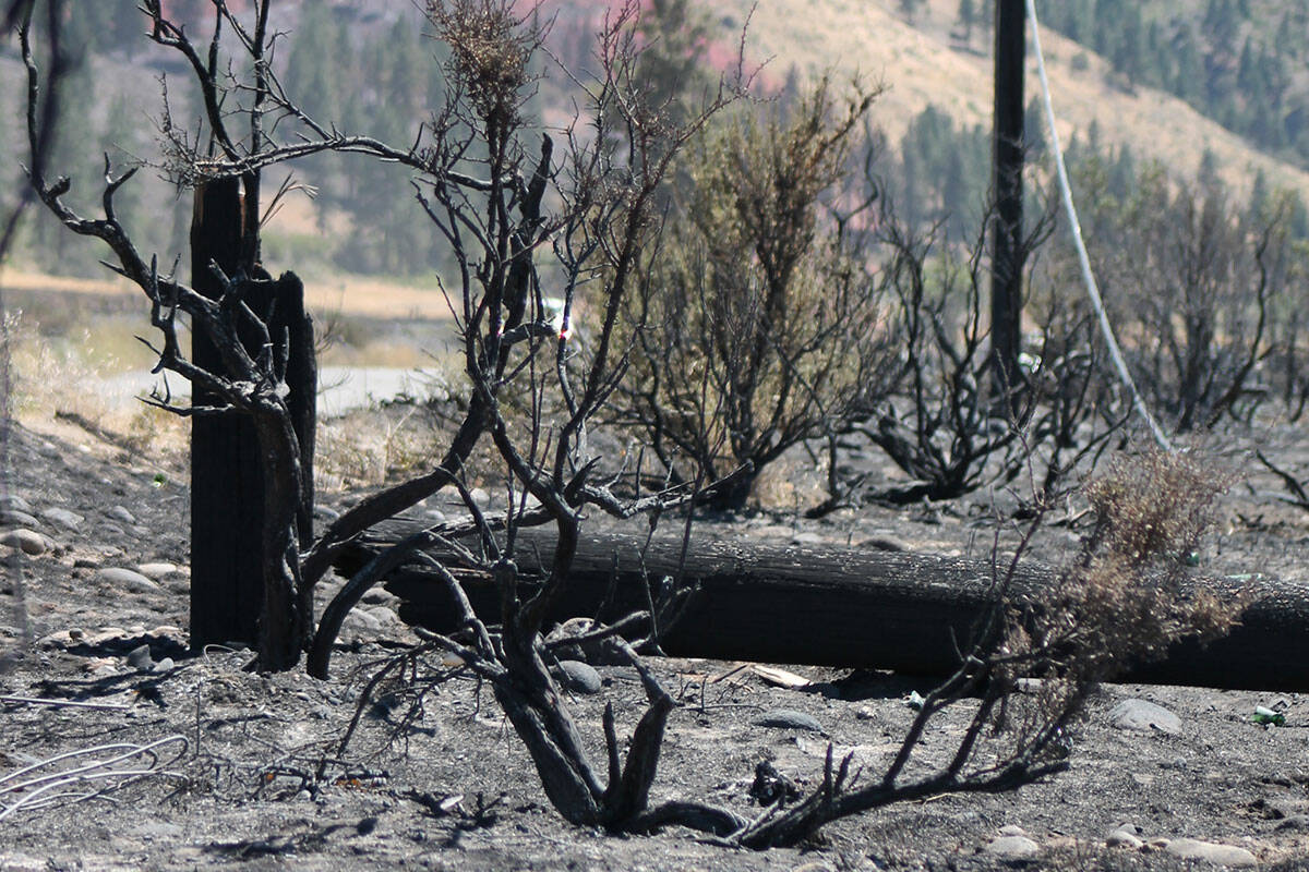 This undated photo shows vegetation burned in the Gold Ranch Fire along Interstate 80 near the ...