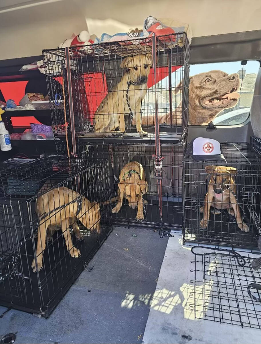 The four dogs rescued from the Mojave Desert after being found near Baker, California, in early ...