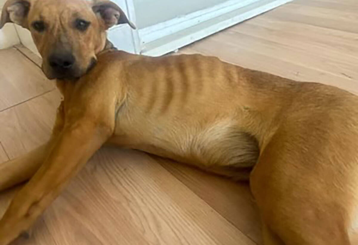 An emaciated dog rescued from the Mojave Desert after being found near Baker, California, in ea ...