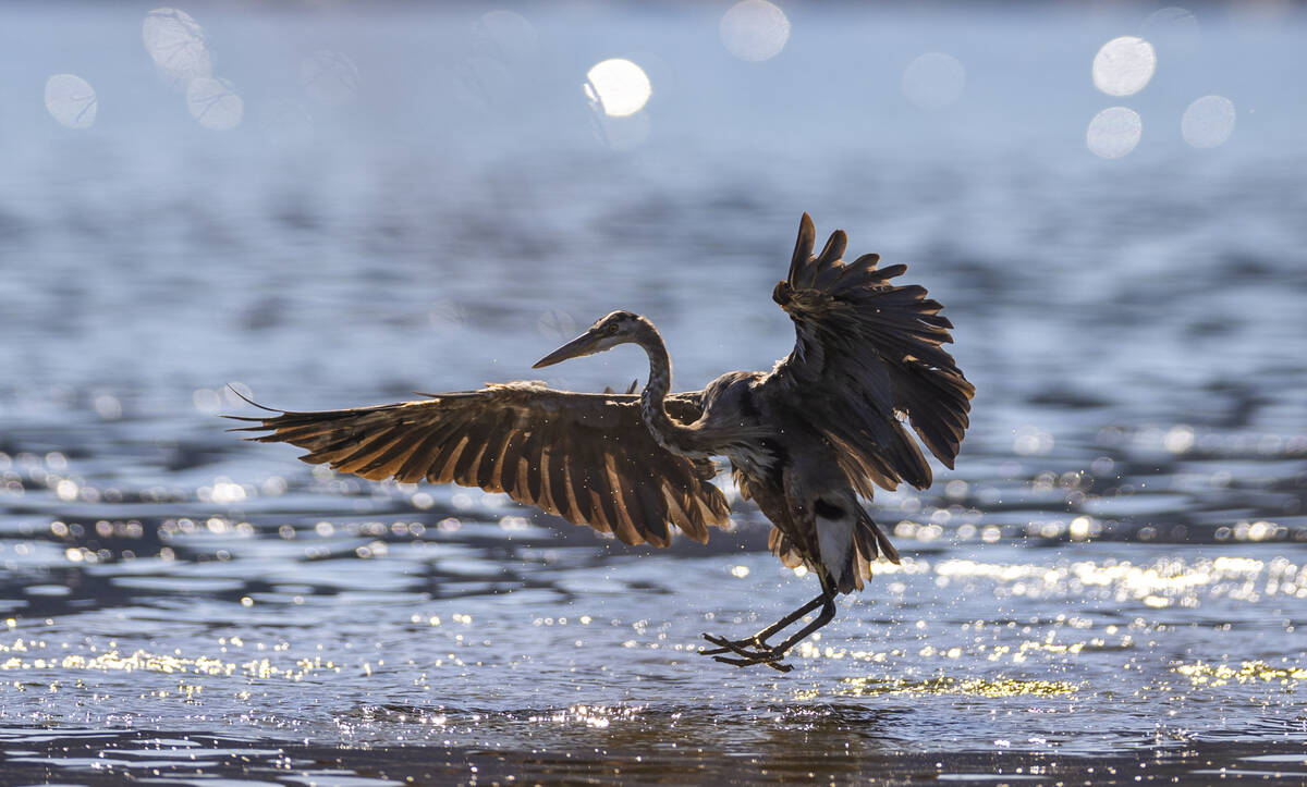 A juvenile great blue heron lands in the water off of Boulder Beach on Lake Mead on Thursday, A ...