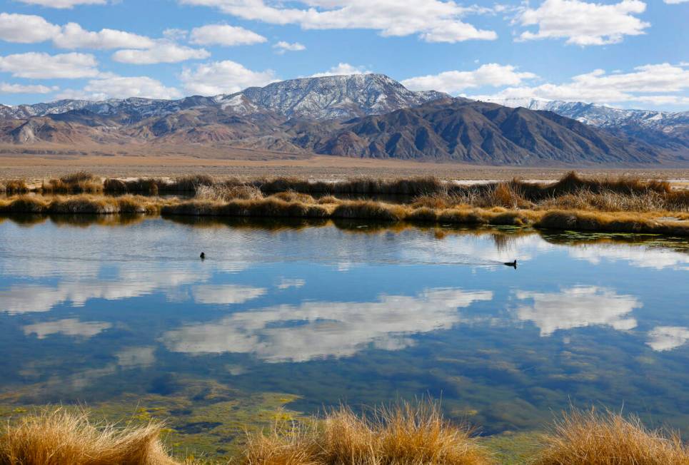 A pond from an old oil project near the Rhyolite Ridge lithium-boron mine project site is seen ...