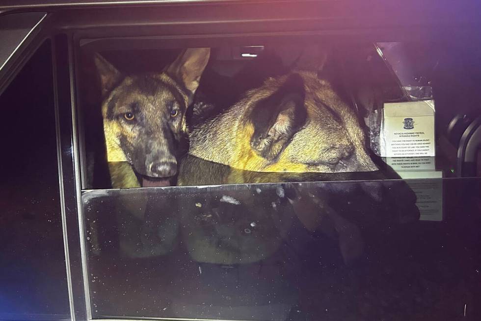 This photo from the Nevada Highway Patrol shows two of the three German shepherds rescued by th ...