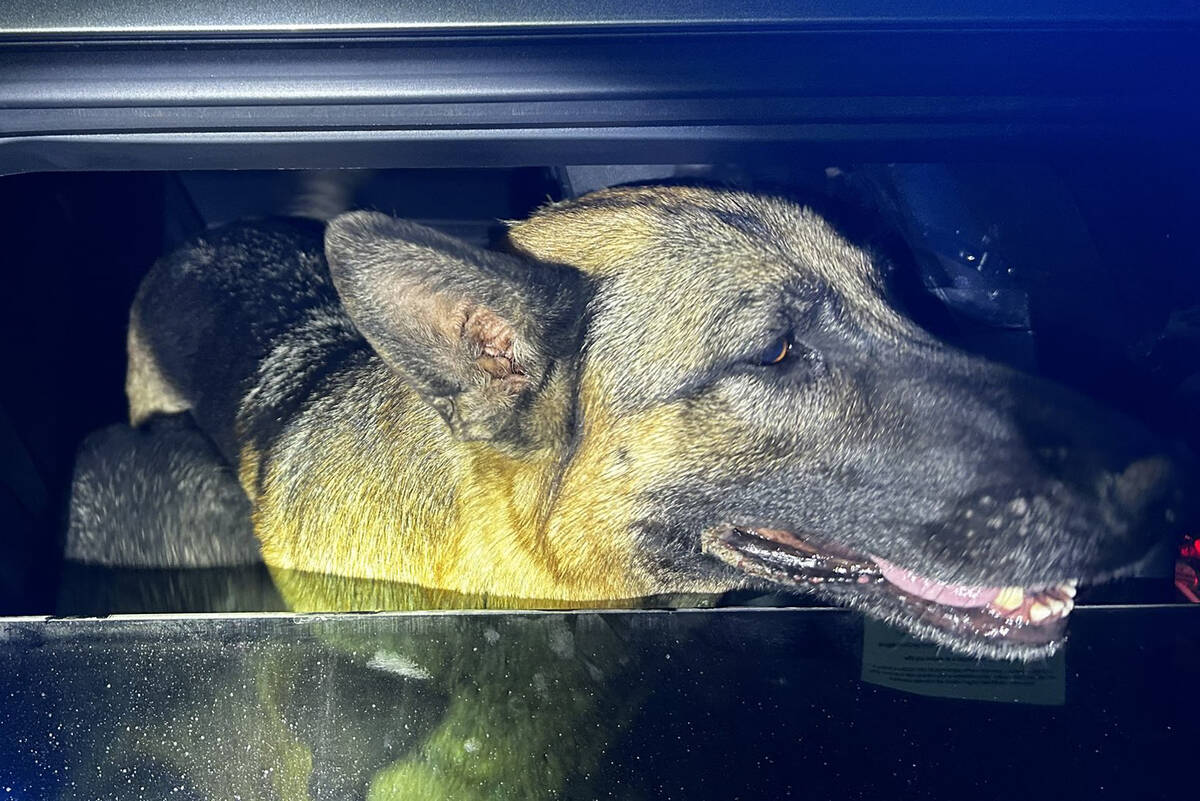 This photo from the Nevada Highway Patrol shows one of the three German shepherds rescued by th ...