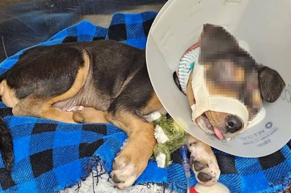 "Seven," a male rottweiler mix, was was treated for a dislocated jaw, eye and facial damage, an ...