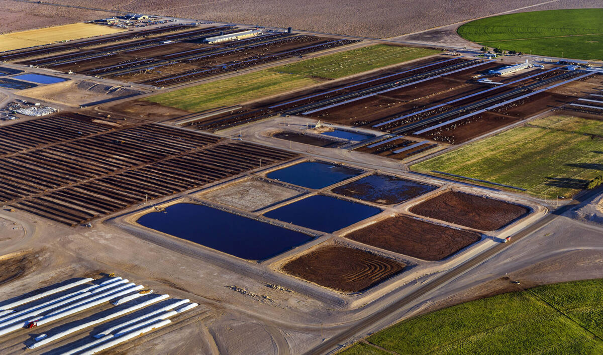 As the larger water user in the area Ponderosa Dairies is comprised of milk cows housed in open ...