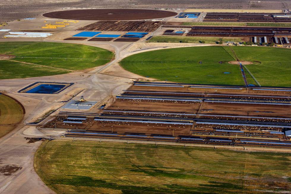 As the larger water user in the area Ponderosa Dairies is comprised of milk cows housed in open ...