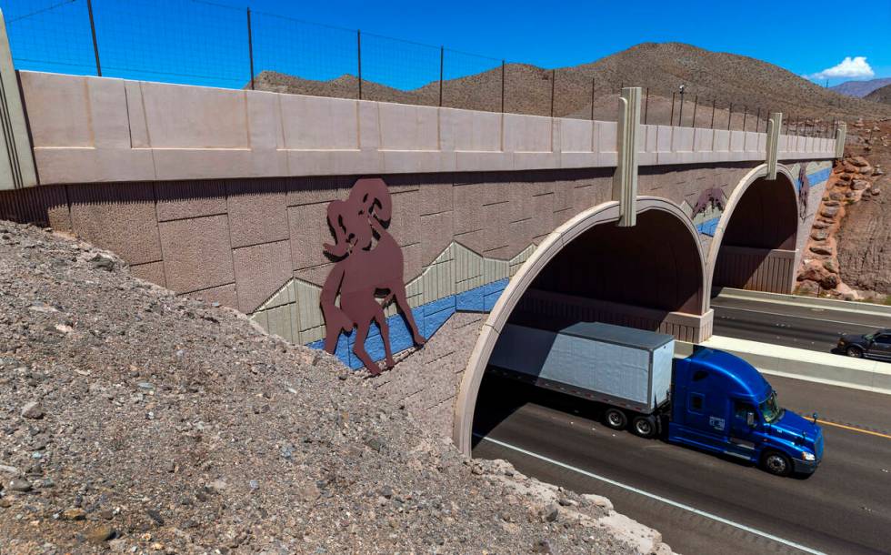 An animal crossing over I-11 near the Lake Mead overlook is seen Friday, Aug. 23, 2024, in Boul ...