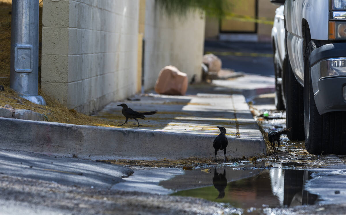 The birds are enjoying it as water continues to flow down Natalee Drive from one of the carport ...