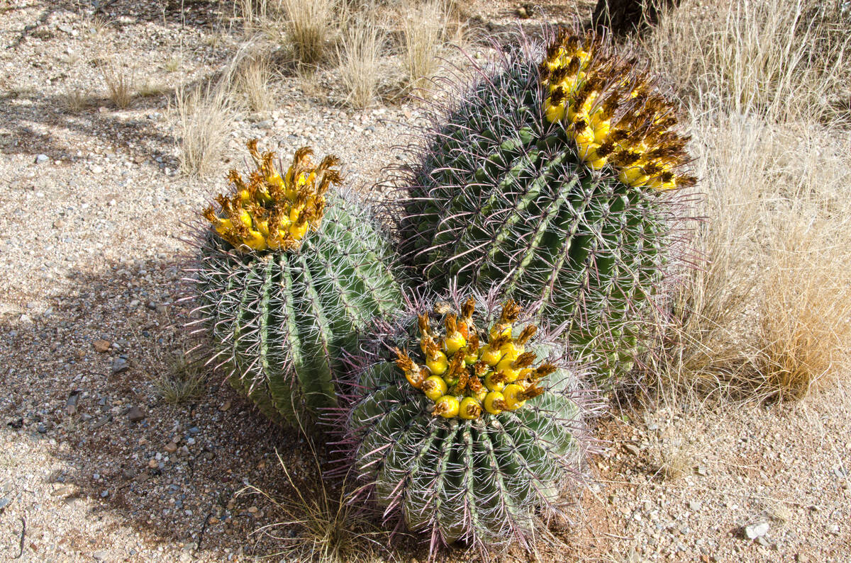 Cactuses that are native to the Southwest are likely to be more tolerant of our intense sunligh ...