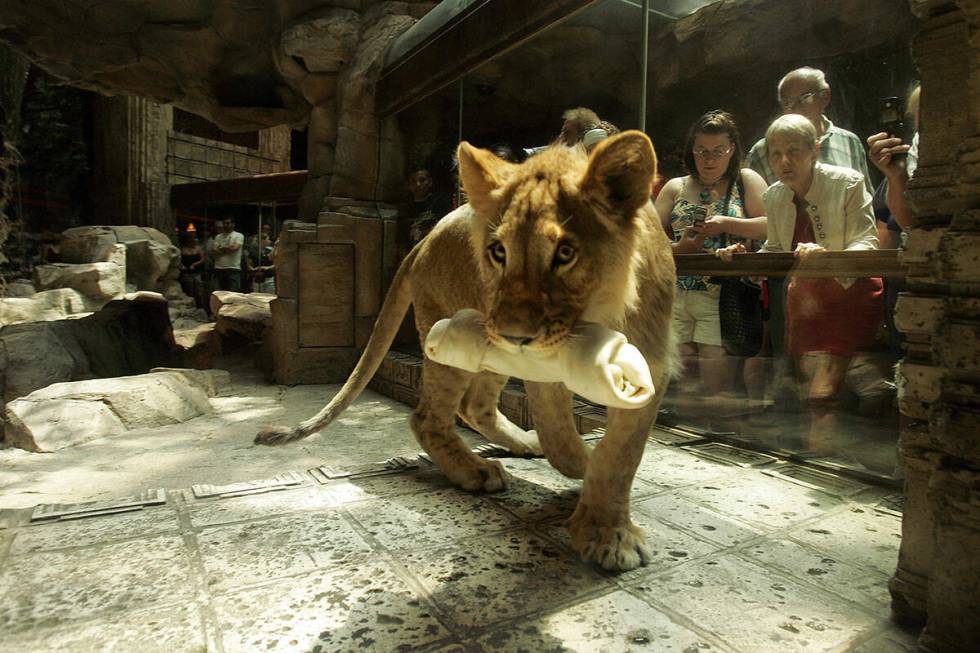 A lion carries a rawhide treat while walking in the lion habitat inside the MGM Grand Thursday, ...