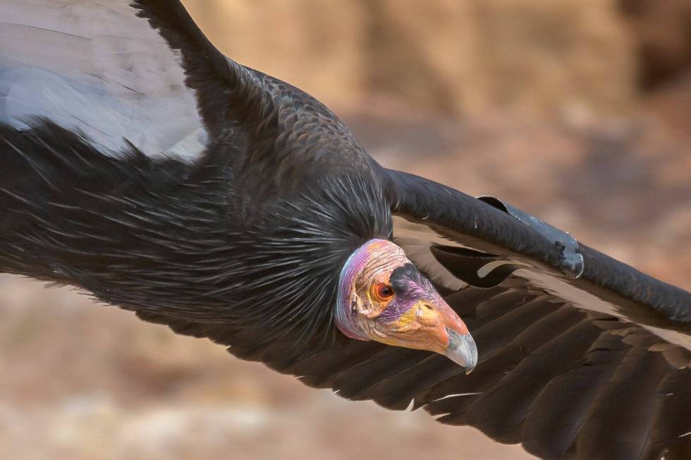 Endangered California condor 1K died from lead poisoning in Zion National Park. (Courtesy of Pe ...