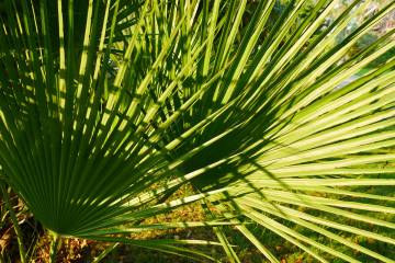 A fully grown Mediterranean fan palm is about 20 feet tall and 20 feet wide, unless it is prune ...