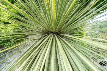 The desert spoon is an agave-like plant with an average life span of around 40 years. (Getty I ...