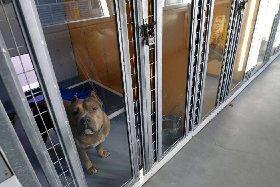 Draghost, a pitbull, shows his face from a kennel, Friday, Dec. 16, 2022, at The Animal Foundat ...